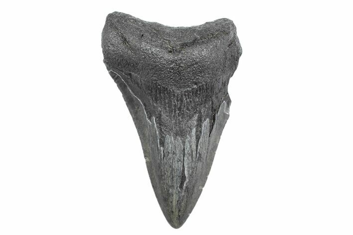 Partial Fossil Megalodon Tooth - Serrated Blade #362573